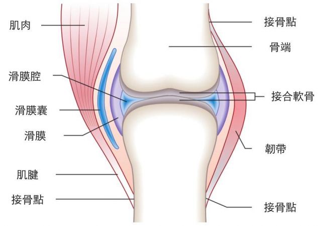 葡萄糖胺小知識